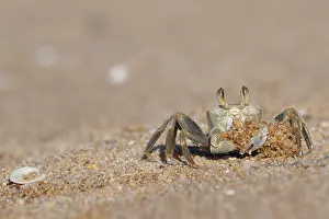 Africa Animal Pictures Prints: Ghost crab (Ocypode sp.) digging up sand, Ankify, Madagascar