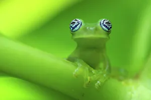 Popular themes/forests world/ghost glass frog centrolenella ilex portrait Popular themes/forests world/ghost glass frog centrolenella ilex portrait