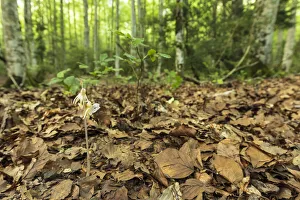 Ghost orchid (Epipogium aphyllum) flowering in leaf litter on forest floor Ghost orchid (Epipogium aphyllum) flowering in leaf litter on forest floor