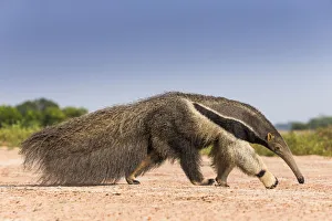 Giant anteater (Myrmecophaga tridactyla) walking in habitat, Hato El Cedral. Llanos Giant anteater (Myrmecophaga tridactyla) walking in habitat, Hato El Cedral. Llanos