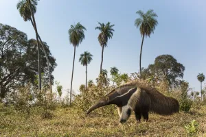 Giant anteater (Myrmecophaga tridactyla) foraging in palm savannah grasslands. Southern Pantanal Giant anteater (Myrmecophaga tridactyla) foraging in palm savannah grasslands. Southern Pantanal