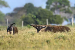 Giant Anteater (Myrmecophaga tridactyla), two sniffing air in savanna. Caiman Ecological Refuge Giant Anteater (Myrmecophaga tridactyla), two sniffing air in savanna. Caiman Ecological Refuge