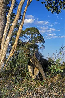 Giant anteater (Myrmecophaga tridactyla) foraging for ant and termite nests across savannah grassland Giant anteater (Myrmecophaga tridactyla) foraging for ant and termite nests across savannah grassland