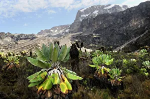Giant groundsel (Dendrosenecio sp) at 4000m altitude on slopes of Mount Kilimanjaro Giant groundsel (Dendrosenecio sp) at 4000m altitude on slopes of Mount Kilimanjaro