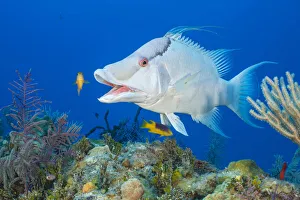 Giant hogfish (Bodianus macrognathos) male yawning at a cleaning station run by juvenile Giant hogfish (Bodianus macrognathos) male yawning at a cleaning station run by juvenile
