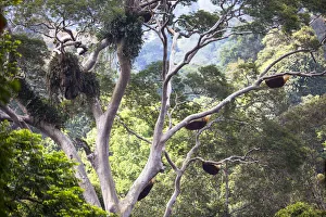 Giant honey bee nest (Apis dorsata) up in a giant Mengaris tree (Koompassia excelsa) Giant honey bee nest (Apis dorsata) up in a giant Mengaris tree (Koompassia excelsa)