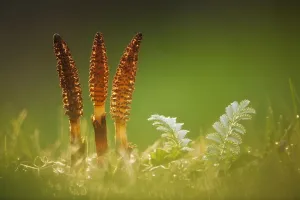 Giant horsetail (Equisetum telmateia), Catcott Lows SWT reserve, Somerset Levels Giant horsetail (Equisetum telmateia), Catcott Lows SWT reserve, Somerset Levels