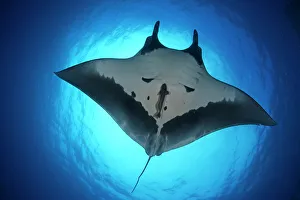 Giant Manta Ray (Manta birostris), San Benedicto Island, Revillagigedo Archipelago Giant Manta Ray (Manta birostris), San Benedicto Island, Revillagigedo Archipelago