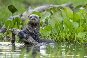 Giant Otter (Pteronura brasiliensis) holding onto a branch in a lagoon off the Paraguay River Giant Otter (Pteronura brasiliensis) holding onto a branch in a lagoon off the Paraguay River