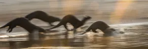 Giant Otters (Pteronura brasiliensis) running along a sand bar Giant Otters (Pteronura brasiliensis) running along a sand bar
