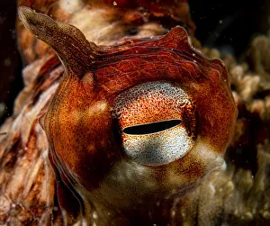 Giant Pacific octopus (Enteroctopus dofleini) eye detail, Vancouver Island, British Columbia, Canada, Pacific Ocean Giant Pacific octopus (Enteroctopus dofleini) eye detail, Vancouver Island, British Columbia, Canada, Pacific Ocean