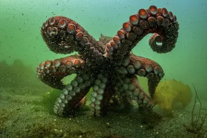 Giant Pacific octopus (Enteroctopus dofleini) experiencing freedom after release from captivity, Vancouver Island Giant Pacific octopus (Enteroctopus dofleini) experiencing freedom after release from captivity, Vancouver Island