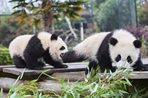 Giant panda (Ailuropoda melanoleuca) cubs Yuandudu and Huanlili, aged 8 months, playing together, Beauval ZooPark Giant panda (Ailuropoda melanoleuca) cubs Yuandudu and Huanlili, aged 8 months, playing together, Beauval ZooPark