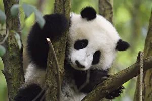 Giant panda (Ailuropoda melanoleuca) cub in tree, Chengdu Panda Breeding Centre, Sichuan, China Giant panda (Ailuropoda melanoleuca) cub in tree, Chengdu Panda Breeding Centre, Sichuan, China