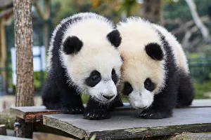 Giant panda (Ailuropoda melanoleuca) cubs, Yuandudu and Huanlili, aged 8 months, side by side, Beauval ZooPark, France Giant panda (Ailuropoda melanoleuca) cubs, Yuandudu and Huanlili, aged 8 months, side by side, Beauval ZooPark, France
