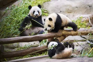 Giant panda (Ailuropoda melanoleuca) Huan Huan, eating bamboo watching her twin cubs ,Yuandudu and Huanlili Giant panda (Ailuropoda melanoleuca) Huan Huan, eating bamboo watching her twin cubs ,Yuandudu and Huanlili