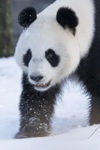 Giant panda (Ailuropoda melanoleuca) in snow, captive Giant panda (Ailuropoda melanoleuca) in snow, captive