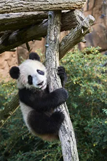 Giant Panda cub (Ailuropoda melanoleuca) climbing.Yuan Meng, first Giant panda even born in France Giant Panda cub (Ailuropoda melanoleuca) climbing.Yuan Meng, first Giant panda even born in France