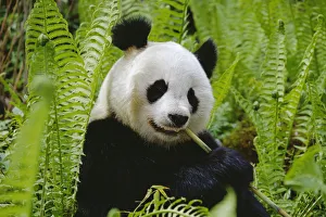 Giant panda feeding {Ailuropoda melanoleuca} Qionglai mtns, Sichuan, China Giant panda feeding {Ailuropoda melanoleuca} Qionglai mtns, Sichuan, China