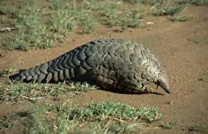 Giant pangolin (Manis gigantea) walking along ground, Tanzania Giant pangolin (Manis gigantea) walking along ground, Tanzania