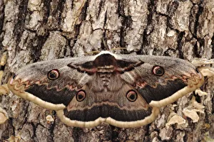 Giant peacock moth (Saturnia pyri) Sierra de Grazalema Natural Park, Ubrique Giant peacock moth (Saturnia pyri) Sierra de Grazalema Natural Park, Ubrique