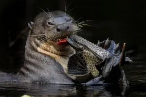 Giant river otter (Pteronura brasiliensis) eating a catfish. Yasuni National Park Giant river otter (Pteronura brasiliensis) eating a catfish. Yasuni National Park