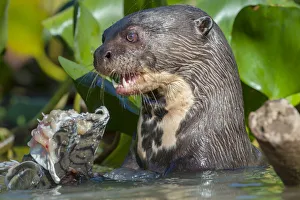 Giant River Otter (Pteronura brasiliensis) feeding on Striped Catfish or Cachara Giant River Otter (Pteronura brasiliensis) feeding on Striped Catfish or Cachara