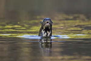 Giant river otter (Pteronura brasiliensis) surfacing from river, Pocone, Brazil Giant river otter (Pteronura brasiliensis) surfacing from river, Pocone, Brazil