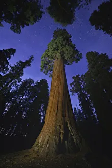 Giant sequoia (Sequoiadendron giganteum) tree in forest at night, view towards canopy and sky Giant sequoia (Sequoiadendron giganteum) tree in forest at night, view towards canopy and sky