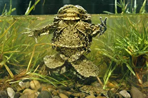 Giant Titicaca frog {Telmatobius culeus} Lake Titicaca, Bolivia / Peru largest Giant Titicaca frog {Telmatobius culeus} Lake Titicaca, Bolivia / Peru largest