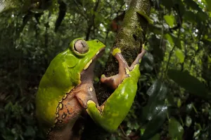 Giant waxy monkey frog (Phyllomedusa bicolor). Lowland Amazon rainforest, Manu Biosphere Reserve Giant waxy monkey frog (Phyllomedusa bicolor). Lowland Amazon rainforest, Manu Biosphere Reserve
