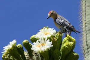 Gila woodpecker (Melanerpes uropygialis) male feeding on nectar in Saguaro cactus blossom Gila woodpecker (Melanerpes uropygialis) male feeding on nectar in Saguaro cactus blossom
