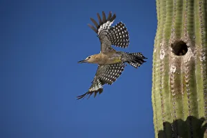 Gila woodpecker (Melanerpes uropygialis), emerging from nest in Saguaro cactus, Arizona Gila woodpecker (Melanerpes uropygialis), emerging from nest in Saguaro cactus, Arizona