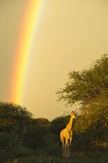 Giraffe (Giraffa camelopardalis) in evening light with rainbow, Marataba, Marakele National Park Giraffe (Giraffa camelopardalis) in evening light with rainbow, Marataba, Marakele National Park