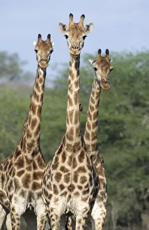 Three Giraffe {Giraffa camelopardalis} Kruger NP, South Africa Three Giraffe {Giraffa camelopardalis} Kruger NP, South Africa