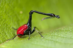 Giraffe necked weevil {Trachelophorus giraffa} male on leaf of host plant (Dichaetanthera Giraffe necked weevil {Trachelophorus giraffa} male on leaf of host plant (Dichaetanthera
