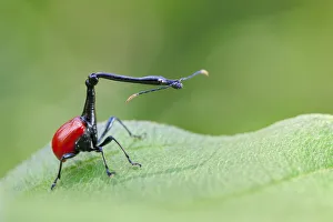 Giraffe Necked Weevil (Trachelophorus giraffa) male on leaf of Dichaetanthera cordifolia Giraffe Necked Weevil (Trachelophorus giraffa) male on leaf of Dichaetanthera cordifolia