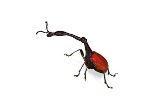 Giraffe necked weevils (Trachelophorus giraffa) male. Endemic to Andasibe, Madagascar Giraffe necked weevils (Trachelophorus giraffa) male. Endemic to Andasibe, Madagascar