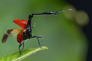 Giraffe weevil (Trachelophorus giraffa) Andasibe-Mantadia National Park, Moramanga, Madagascar Giraffe weevil (Trachelophorus giraffa) Andasibe-Mantadia National Park, Moramanga, Madagascar