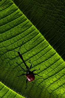 Giraffe weevil (Trachelophorus giraffa) Andasibe-Mantadia National Park, Moramanga, Madagascar Giraffe weevil (Trachelophorus giraffa) Andasibe-Mantadia National Park, Moramanga, Madagascar