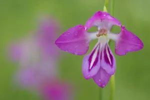 Gladiolus (Gladiolus palustris) flower, Liechtenstein, June 2009 Gladiolus (Gladiolus palustris) flower, Liechtenstein, June 2009