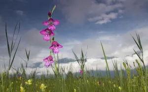 Gladiolus (Gladiolus palustris) flowering in meadow, Liechtenstein, June 2009 WWE BOOK Gladiolus (Gladiolus palustris) flowering in meadow, Liechtenstein, June 2009 WWE BOOK