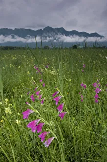 Gladiolus (Gladiolus sp) plants flowering in meadow, Liechtenstein, June 2009 Gladiolus (Gladiolus sp) plants flowering in meadow, Liechtenstein, June 2009