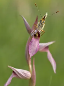 Glanville fritillary butterfly (Melitaea cinxia) on Tongue orchid (Serapias sp) Pollino Glanville fritillary butterfly (Melitaea cinxia) on Tongue orchid (Serapias sp) Pollino