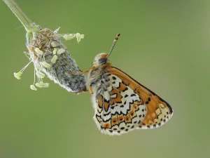 Glanville fritillary butterfly (Melitaea cinxia) roosting on larval foodplant Ribwort plantain Glanville fritillary butterfly (Melitaea cinxia) roosting on larval foodplant Ribwort plantain