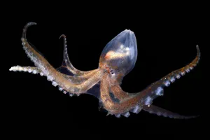 Glass octopus (Vitreledonella richardi). deep sea species from Atlantic Ocean off Cape Verde Glass octopus (Vitreledonella richardi). deep sea species from Atlantic Ocean off Cape Verde