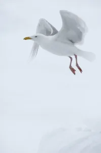 Popular themes/wild wonders europe 4/glaucous gull larus hyperboreus flight Popular themes/wild wonders europe 4/glaucous gull larus hyperboreus flight