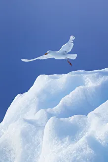 2019 november highlights/glaucous gull larus hyperboreus taking off ice 2019 november highlights/glaucous gull larus hyperboreus taking off ice