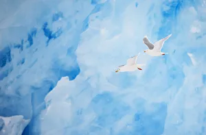 Two Glaucous gulls (Larus hyperboreus) flying past a glacier, Spitsbergen, Svalbard Two Glaucous gulls (Larus hyperboreus) flying past a glacier, Spitsbergen, Svalbard