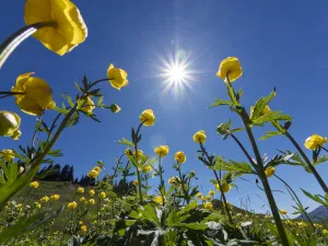Globe flowers (Trollius europaeus) and bright sunshine, Augstmatthorn Mountain, Swiss Alps Globe flowers (Trollius europaeus) and bright sunshine, Augstmatthorn Mountain, Swiss Alps
